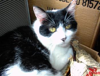 Zorro