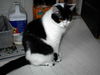 Zorro