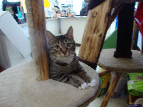 GINGER- Loves to Read!!