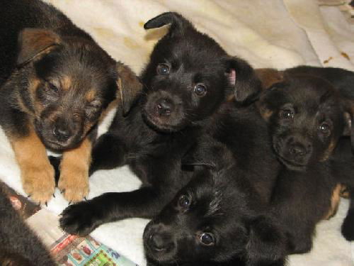 Lab/Shepherd Mix Males