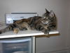 Brinser - Declawed & Affectionate!