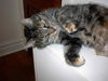 Brinser - Declawed & Affectionate!