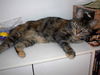 Brinser - Declawed & Affectionate!