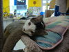 DAISY -Available at the Blue Dog Pet Store