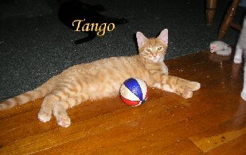 Tango