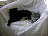 Emma Lou - Cuddly gray tiger!