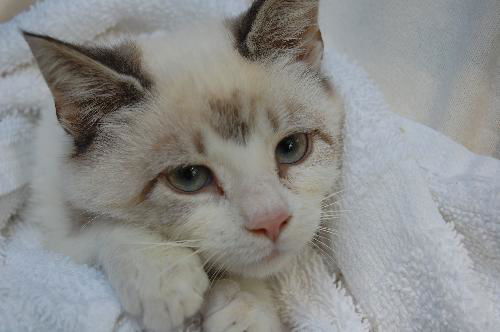 Ice-blue-eyed, part Siamese Tamarind