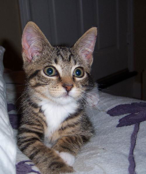 Emma Jo - Sweet Playful Kitten