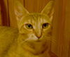 ABBIE-The Beautiful  ABYSSIAN Mix