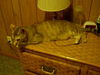 ABBIE-The Beautiful  ABYSSIAN Mix