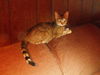 ABBIE-The Beautiful  ABYSSIAN Mix