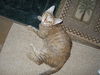 ABBIE-The Beautiful  ABYSSIAN Mix