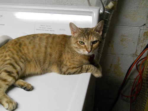 ABBIE-The Beautiful  ABYSSIAN Mix