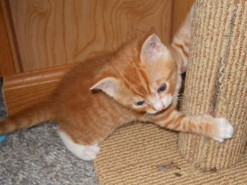 Abbie's kitten #1 P.J.