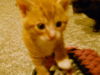 Abbie's kitten #1 P.J.