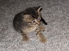 Abbie's kitten #4 Alex