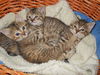 Abbie's kitten #4 Alex