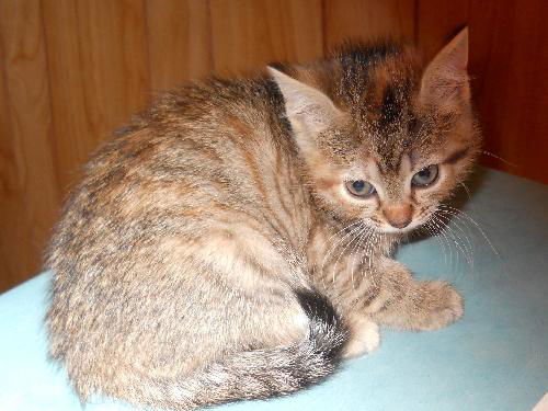 Abbie's kitten #4 Alex