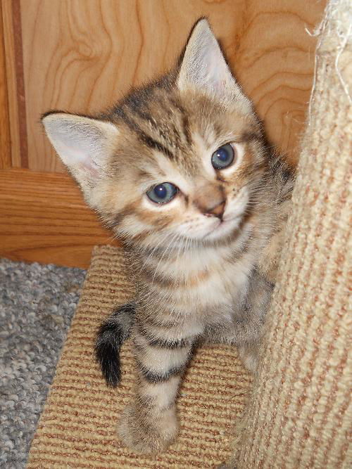 Abbie's kitten #5 Riley