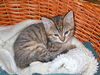 Abbie's kitten #5 Riley