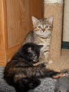 Abbie's kitten #5 Riley