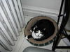 Mona - Lap cat, bed buddy!