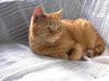 Mona - Lap cat, bed buddy!