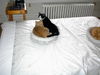 Mona - Lap cat, bed buddy!