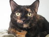 Raisin...Front Declawed