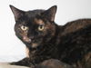 Raisin...Front Declawed