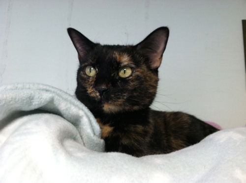 Raisin...Front Declawed