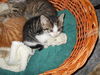Abbie's foster kitten #2 Minnie 