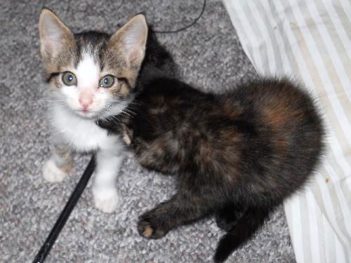 Abbie's foster kitten #2 Minnie 