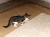 Abbie's foster kitten #2 Minnie 