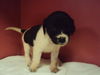 Majika Pup 1 Starlite