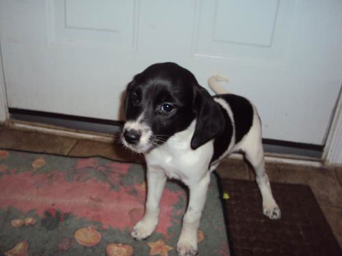 Majika Pup 1 Starlite