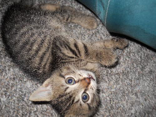 Abbie's foster kitten #3 Squeek little silly guy