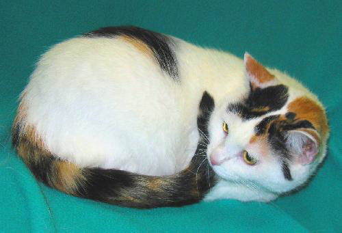 Abbie - Declawed female