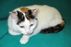 Abbie - Declawed female