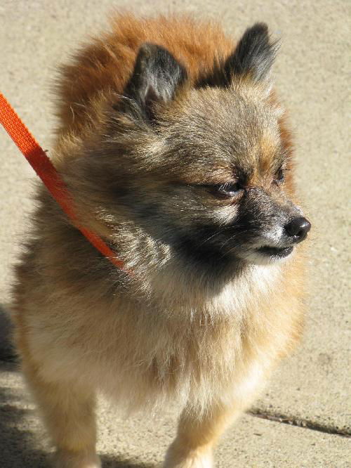 Fancy - Purebred Pomeranian