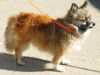 Fancy - Purebred Pomeranian