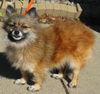 Fancy - Purebred Pomeranian