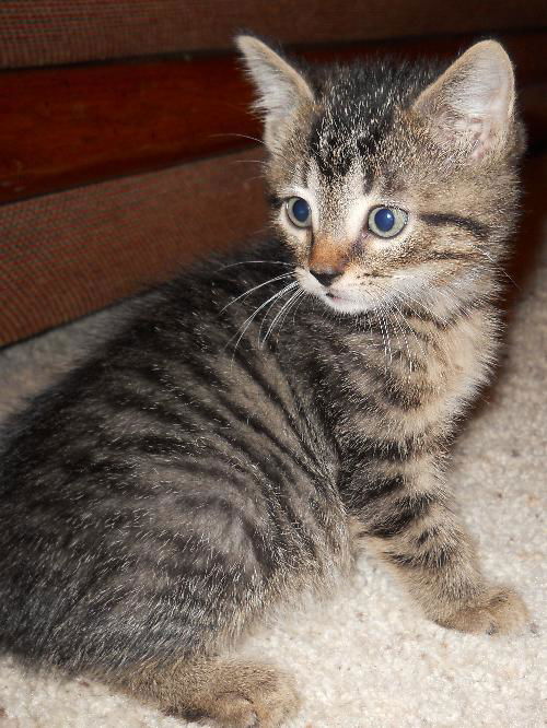 Abbie's  kitten #2 Nikki