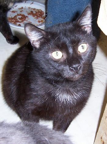 Rae - Quiet, loving prince