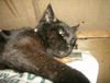 Sable (cat)