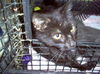 Sable (cat)