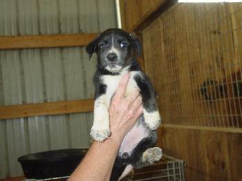 Lab/Border Collie Pups