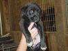 Lab/Border Collie Pups