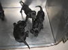 Lab/Boxer Pups (3-male; 3-female)