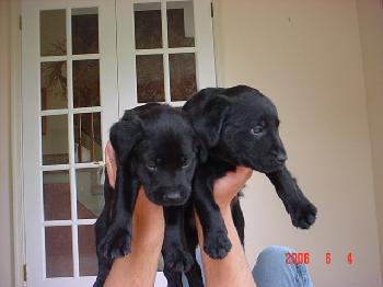 Lab/Boxer Pups (3-male; 3-female)